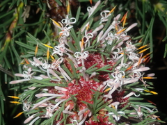 Isopogon asper