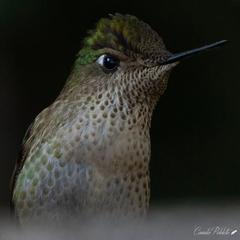 Sephanoides sephaniodes