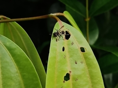 Ropalidia timida