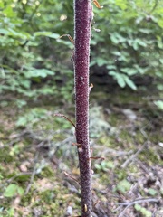 Pterospora andromedea