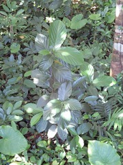 Ficus benguetensis