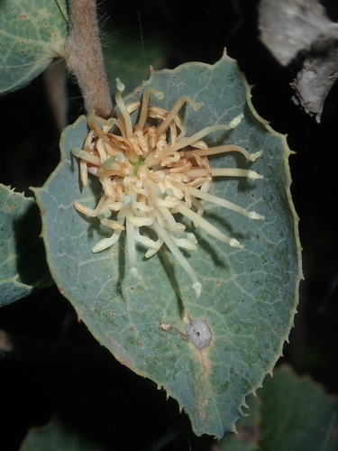 Image of Hakea conchifolia by (c) Thomas Mesaglio, some rights reserved (CC BY)
