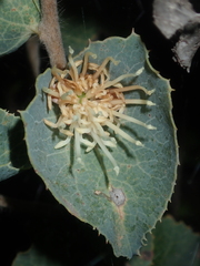 Hakea conchifolia