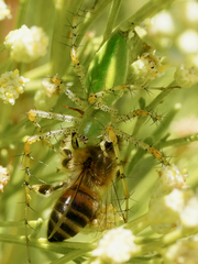 Peucetia viridans