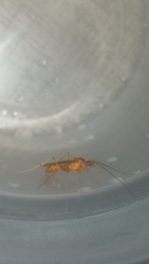 Formicidae