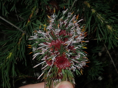 Isopogon asper