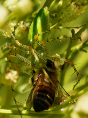 Peucetia viridans