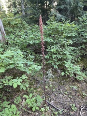 Pterospora andromedea