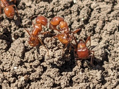 Pogonomyrmex barbatus