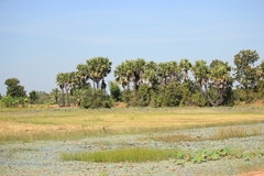 Borassus flabellifer