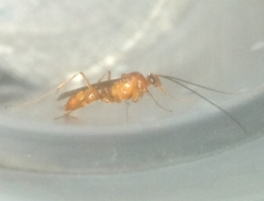Formicidae