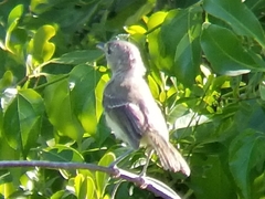 Vireo crassirostris