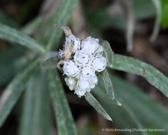Anaphalis margaritacea