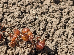 Pogonomyrmex barbatus