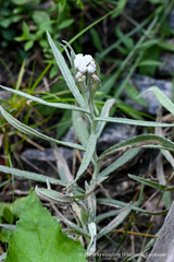 Anaphalis margaritacea