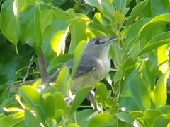 Vireo crassirostris
