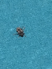 Aegomorphus circumflexus