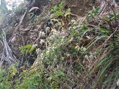 Chrysanthemum chanetii