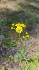 Senecio