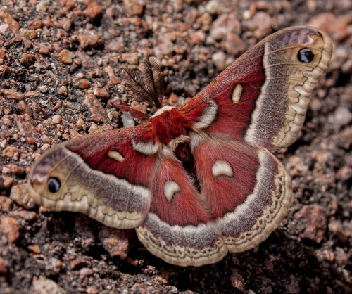 Glover's Silkmoth