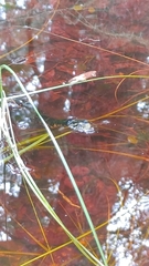 Nerodia fasciata pictiventris