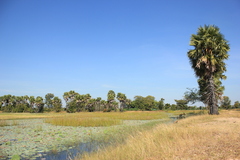 Borassus flabellifer