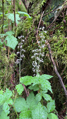 Tiarella trifoliata