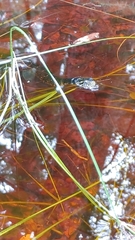 Nerodia fasciata pictiventris