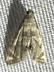 Petrophila canadensis