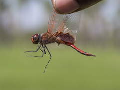 Tramea stenoloba