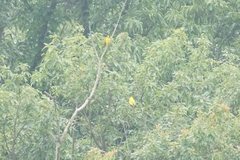 Oriolus chinensis