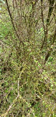 Olearia polita