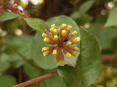 Pisoniella arborescens