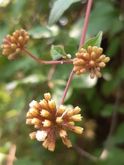 Pisoniella arborescens