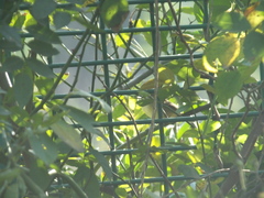 Acrocephalus bistrigiceps