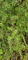 Podocarpus laetus
