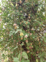 Pisoniella arborescens