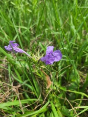 Ruellia