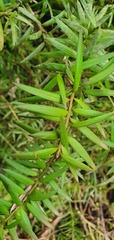 Podocarpus laetus