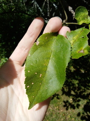 Malus domestica