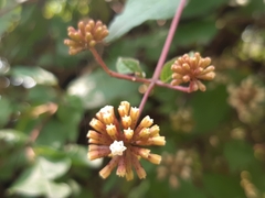Pisoniella arborescens