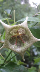 Dictyanthus ceratopetalus