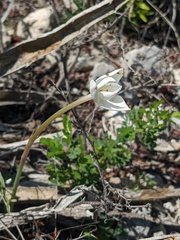 Zephyranthes