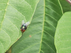 Chrysomya megacephala