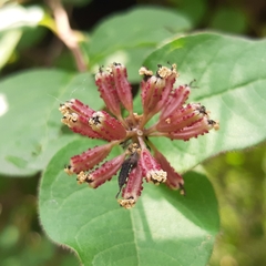 Pisoniella arborescens