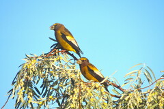 Coccothraustes vespertinus