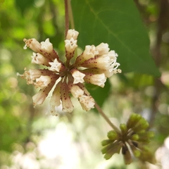 Pisoniella arborescens