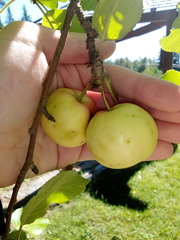 Malus domestica