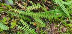 Blechnum penna-marina