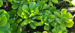Scaevola taccada